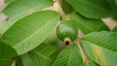 Ağaçta Guava meyvesi, Psidium guajava Linn. Hindistan tarım çiftliğinde hasat mevsiminde ağaçta asılı duran yeşil guava meyvesi.