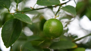 Bahçedeki limon ağaçları, ağaçta asılı duran yeşil yeşil organik limonlu narenciye vitamini kaynağıdır..