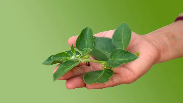 茎上的Ashwagandha新鲜绿叶 药草植物 也被称为Withania Somnifera Ashwagandha Indian Ginseng Poison Gooseberry 或Winter — 图库照片