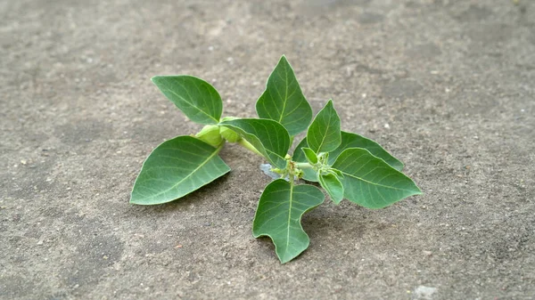 Ashwagandha Fresh Green Leaves Stem Medicinal Herb Plant Também Conhecida — Fotografia de Stock