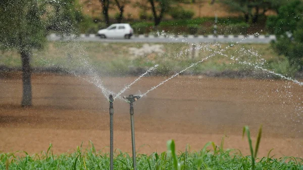 stock image Guns Sprinkler Irrigation System Watering Wheat Field. Irrigation system works in field, sprinkles water on the soil for good harvest. Sprinkler spraying agricultural field on farm