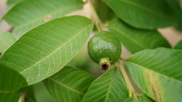番石榴果在树上 番石榴林 印度农庄收获季节树上挂着绿色番石榴果 — 图库照片