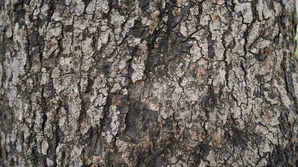 オークの樹皮のエンボス加工のテクスチャ オークの質感のパノラマ写真 ニームの木の樹皮 — ストック写真