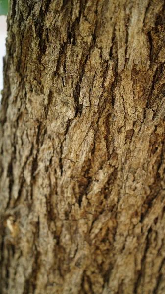 オークの樹皮のエンボス加工のテクスチャ オークの質感のパノラマ写真 ニームの木の樹皮 — ストック写真