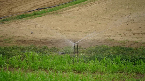 Silahlar Fıskiye Sulama Sistemi Buğday Sulama Alanı Sulama Sistemi Tarlada — Stok fotoğraf