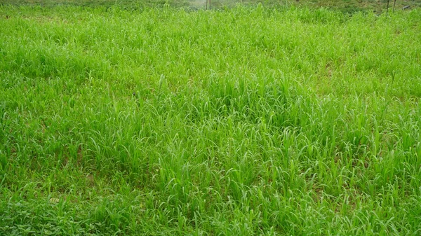 生长在绿地中的Bajra或Penisetum植物 盘尼瑟姆是热带地区的田野 — 图库照片