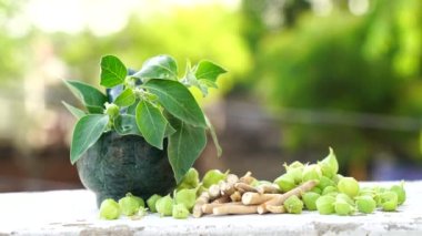 Ashwagandha bahçesinde yeşil bitkiler. Withania Somnifera ayrılır. Kış kirazı, Zehirli Bektaşi üzümü veya Hint ginsengi. En iyi ilaç, enerjiyi arttırmak ve endişeyi azaltmak için bitki..