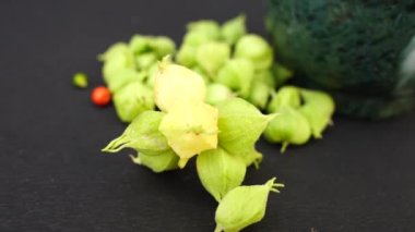 Ashwagandha bahçesinde yeşil bitkiler. Withania Somnifera ayrılır. Kış kirazı, Zehirli Bektaşi üzümü veya Hint ginsengi. En iyi ilaç, enerjiyi arttırmak ve endişeyi azaltmak için bitki..