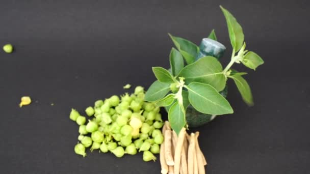 Ashwagandha Πράσινα Φυτά Στον Κήπο Withania Somnifera Φύλλα Κεράσι Του — Αρχείο Βίντεο