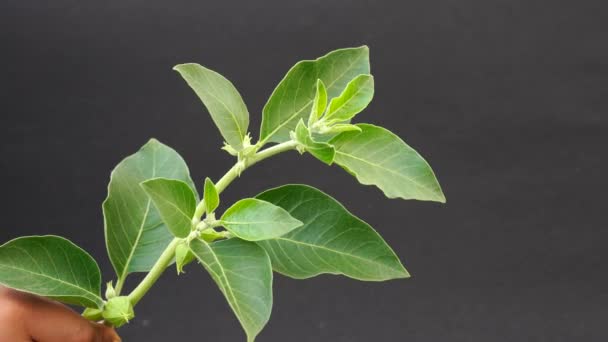 Běžně Známý Jako Ashwagandha Zimní Třešeň Důležitou Léčivou Rostlinou Která — Stock video