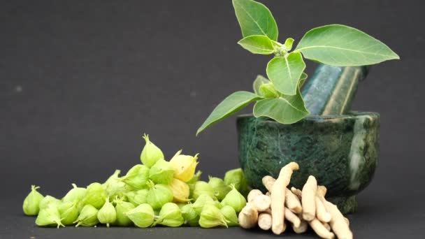 Ashwagandha Зеленые Растения Растущие Саду Визания Сомнифера Листья Индийский Женьшень — стоковое видео