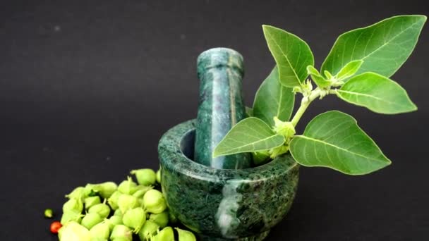 庭で成長するアシュワガンダの緑の植物 ウィタニア ソミネラの葉 インドの高麗人参 毒グーズベリー または冬の桜 医療のための最も強力な薬草 — ストック動画