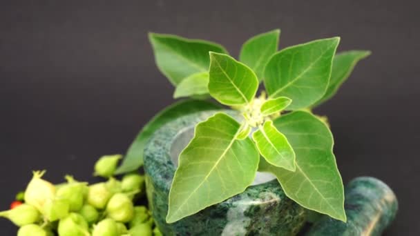 Κοινώς Γνωστό Ashwagandha Χειμερινό Κεράσι Είναι Ένα Σημαντικό Φαρμακευτικό Φυτό — Αρχείο Βίντεο