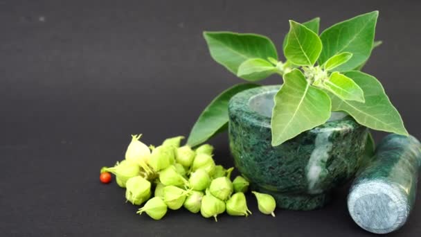 Ashwagandha Зеленые Растения Растущие Саду Визания Сомнифера Листья Индийский Женьшень — стоковое видео