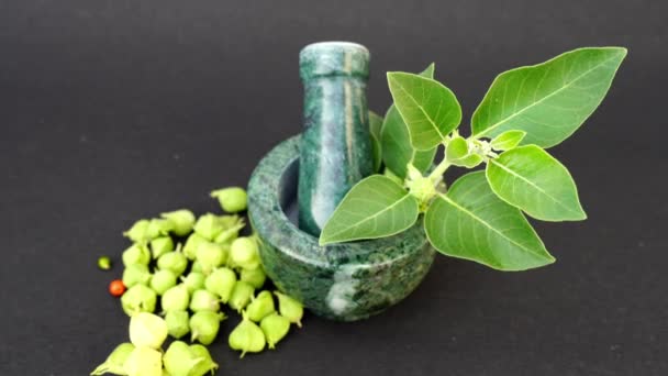 Comúnmente Conocida Como Ashwagandha Cereza Invierno Una Planta Medicinal Importante — Vídeo de stock