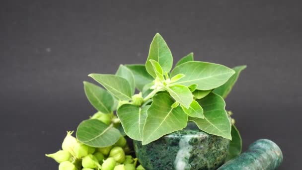 Ashwagandha Zelené Rostliny Rostoucí Zahradě Withania Somnifera Leaves Indický Ženšen — Stock video