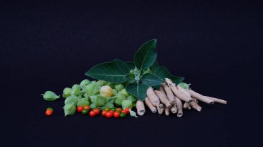 Ashwagandha Kuru Kök Şifalı Bitki ve Taze Yapraklar, Withania Somnifera, Ashwagandha, Indian Ginseng, Poison Gooseberry, veya Winter Cherry olarak da bilinir..