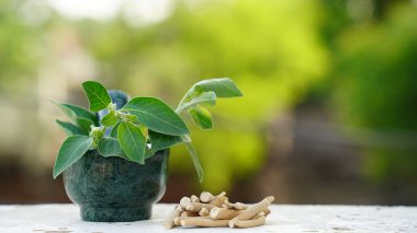 Bağışıklık güçlendirici bitki Withania somnifera, Ashwagandha olarak da bilinir kökleri ve portakal kırmızısı meyveleri yüzlerce yıldır tıbbi amaçlar için kullanılmaktadır.