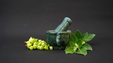 Withania somnifera, genellikle ashwagandha, Hint ginsengi, zehirli Bektaşi üzümü ya da kış kirazı olarak bilinir..
