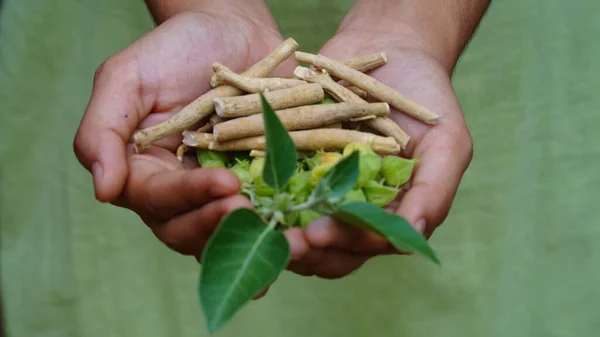 Ashwagandha Kuru Kök Şifalı Bitki ve Taze Yapraklar, Withania Somnifera, Ashwagandha, Indian Ginseng, Poison Gooseberry, veya Winter Cherry olarak da bilinir..