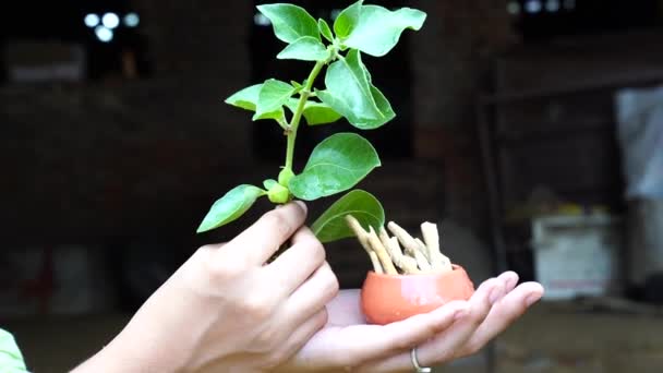 Ashwagandha Dry Root Medicinal Herb Fresh Leaves Also Known Withania — Stock Video