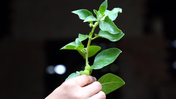 Ashwagandha Dry Root Medicinal Herb Fresh Leaves Även Känd Som — Stockvideo
