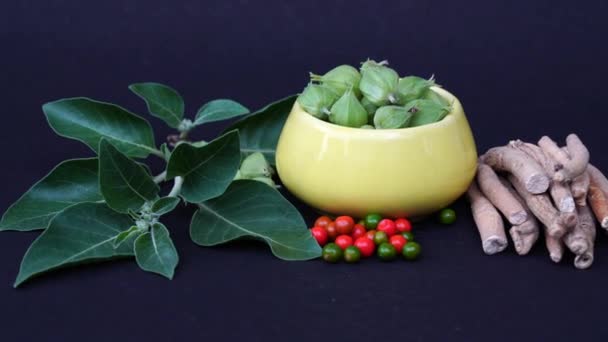 含有新鲜叶子的Ashwagandha干根药草 也被称为Withania Somnifera Ashwagandha Indian Ginseng Poison Gooseberry或Winter Cherry — 图库视频影像
