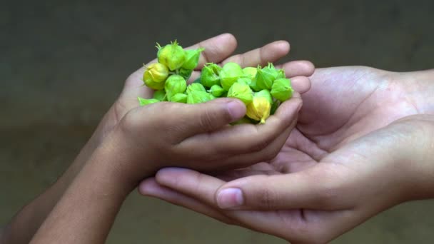 Ashwagandha Kuru Kök Şifalı Bitki Taze Yapraklar Withania Somnifera Ashwagandha — Stok video