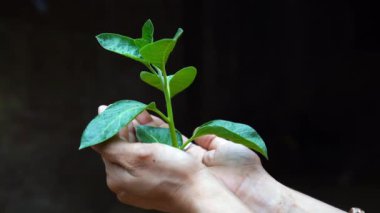 Ashwagandha Kuru Kök Şifalı Bitki ve Taze Yapraklar, Withania Somnifera, Ashwagandha, Indian Ginseng, Poison Gooseberry, veya Winter Cherry olarak da bilinir..