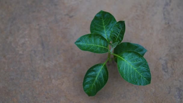 Ashwagandha Raiz Seca Erva Medicinal Com Folhas Frescas Também Conhecido — Vídeo de Stock