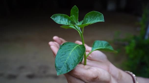 Ashwagandha Raiz Seca Erva Medicinal Com Folhas Frescas Também Conhecido — Vídeo de Stock