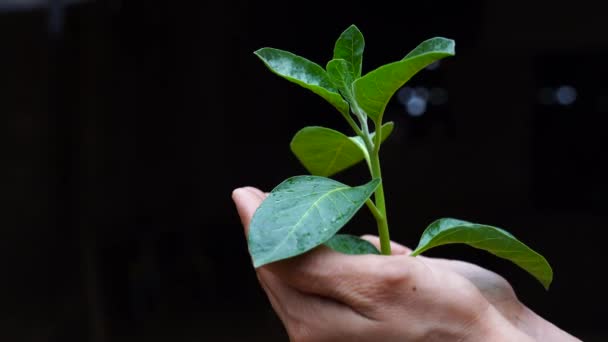 Ashwagandha Dry Root Medicinal Herb Frunze Proaspete Asemenea Cunoscut Sub — Videoclip de stoc