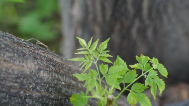 Azadirachta indica - Neem ağacı yapraklarının bir dalı. Doğal Tıp.