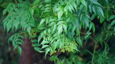 Azadirachta indica - Neem ağacı yapraklarının bir dalı. Doğal tıp, Neem ağacı, doğal tıp.