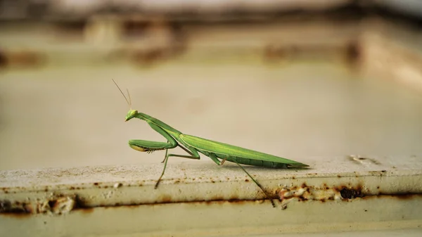 Female European Mantis or Praying Mantis, Mantis religiosa. Grasshopper