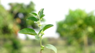 Bağışıklık güçlendirici bitki Withania somnifera, Ashwagandha olarak da bilinir kökleri ve portakal kırmızısı meyveleri yüzlerce yıldır tıbbi amaçlar için kullanılmaktadır.