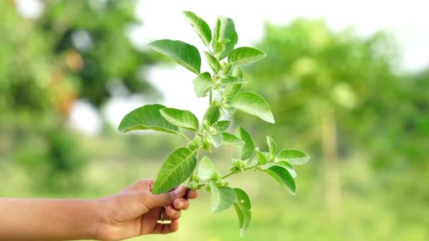 Immunity Booster Plant Withania Somnifera Known Commonly Ashwagandha Its Roots — Stock Video