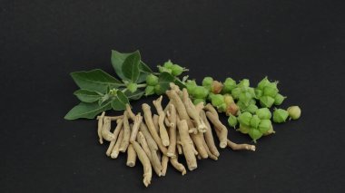 Bağışıklık güçlendirici bitki Withania somnifera, Ashwagandha olarak da bilinir kökleri ve portakal kırmızısı meyveleri yüzlerce yıldır tıbbi amaçlar için kullanılmaktadır.