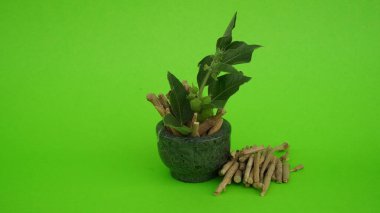 Ashwagandha Kuru Kök Şifalı Bitki ve Taze Yapraklar, Withania Somnifera, Ashwagandha, Indian Ginseng, Poison Gooseberry, veya Winter Cherry olarak da bilinir. Beyaz Arkaplanda İzole Edilmiş.