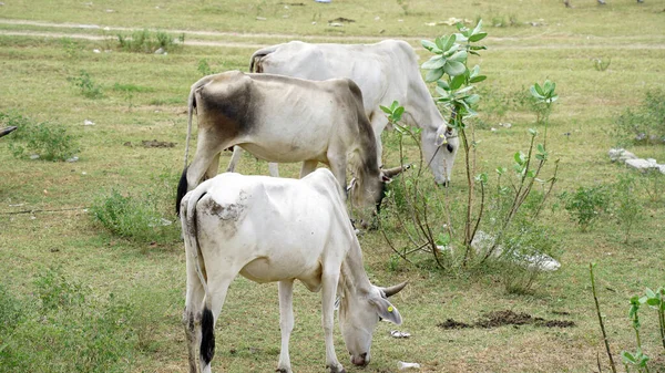 Indian Gir Cow Eating Grass Field — Stock Photo, Image