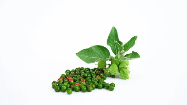 Ashwagandha Kuru Kök Şifalı Bitki ve Taze Yapraklar, Withania Somnifera, Ashwagandha, Indian Ginseng, Poison Gooseberry, veya Winter Cherry olarak da bilinir. Beyaz Arkaplanda İzole Edilmiş.