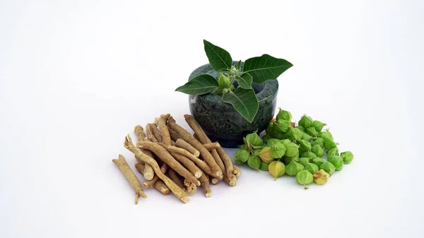 Withania somnifera olarak bilinen Ashwagandha, Solanaceae bitkisi sabah sisli arka planda. Yeşil yapraklı Ashwagandha şubesi. Zehirli Bektaşi üzümü 'nün yakın plan görüntüsü ya da kış kirazı. Sağlık hizmetleri