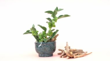 Ashwagandha Kuru Kök Şifalı Bitki ve Taze Yapraklar, Withania Somnifera, Ashwagandha, Hint Ginseng, Zehirli Bektaşi üzümü veya Beyaz Arkaplanda İzole Kış Kirazları olarak da bilinir..