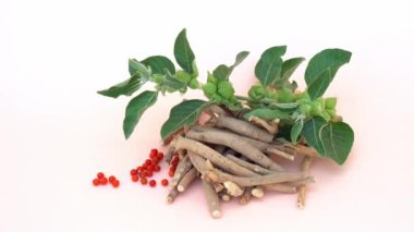 Withania somnifera, genellikle ashwagandha, Hint ginsengi, zehirli bektaşi üzümü ya da kış kirazı olarak bilinir.      