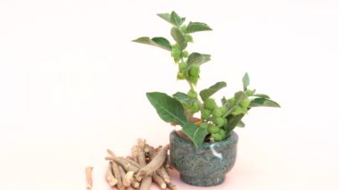 Ashwagandha Kuru Kök Şifalı Bitki ve Taze Yapraklar, Withania Somnifera, Ashwagandha, Hint Ginseng, Zehirli Bektaşi üzümü veya Beyaz Arkaplanda İzole Kış Kirazları olarak da bilinir..