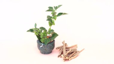 Ashwagandha Kuru Kök Şifalı Bitki ve Taze Yapraklar, Withania Somnifera, Ashwagandha, Hint Ginseng, Zehirli Bektaşi üzümü veya Beyaz Arkaplanda İzole Kış Kirazları olarak da bilinir..