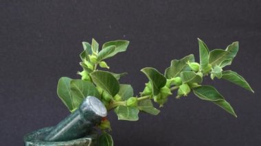 Ashwagandha Kuru Kök Şifalı Bitki ve Taze Yapraklar, Withania Somnifera, Ashwagandha, Hint Ginseng, Zehirli Bektaşi üzümleri veya Kışlık Kirazlar olarak da bilinir. 