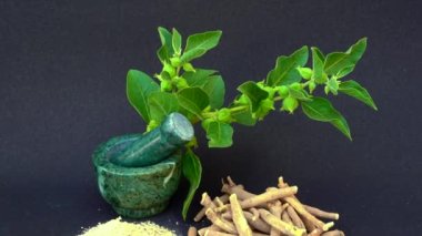 Ashwagandha Kuru Kök Şifalı Bitki ve Taze Yapraklar, Withania Somnifera, Ashwagandha, Hint Ginseng, Zehirli Bektaşi üzümleri veya Kışlık Kirazlar olarak da bilinir. 