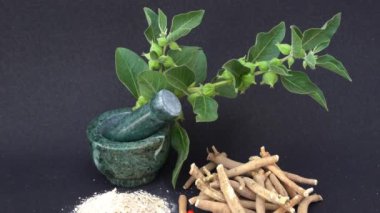 Ashwagandha Kuru Kök Şifalı Bitki ve Taze Yapraklar, Withania Somnifera, Ashwagandha, Hint Ginseng, Zehirli Bektaşi üzümleri veya Kışlık Kirazlar olarak da bilinir. 