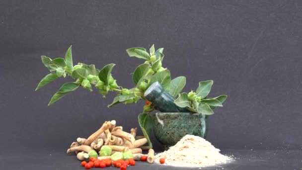 Ashwagandha Dry Root Medicinal Herb Fresh Leaves Επίσης Γνωστή Withania — Αρχείο Βίντεο